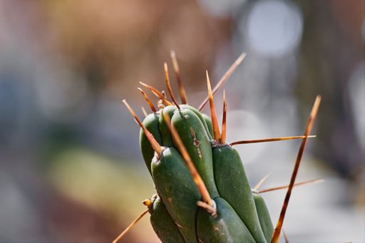 A closeup shot of a cactus with sharp spikes