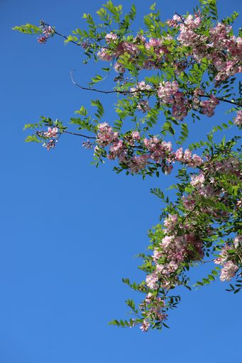 A vertical low angle shot of tree branches with pink blossoms against the blue sky