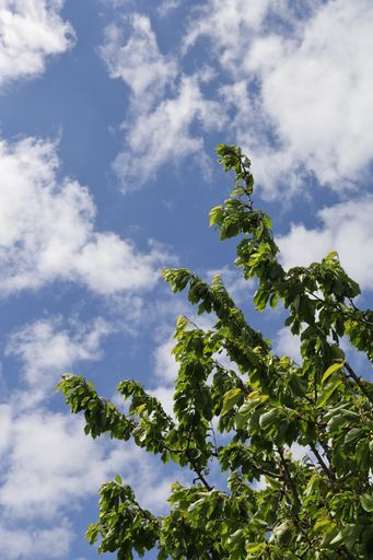 A vertical low angle shot of the top branches of a tree under the cloudy sky