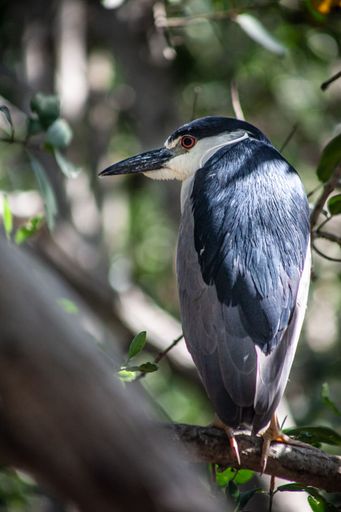 A vertical, back view of a black-crowned night heron standing on a tree with a blurred background