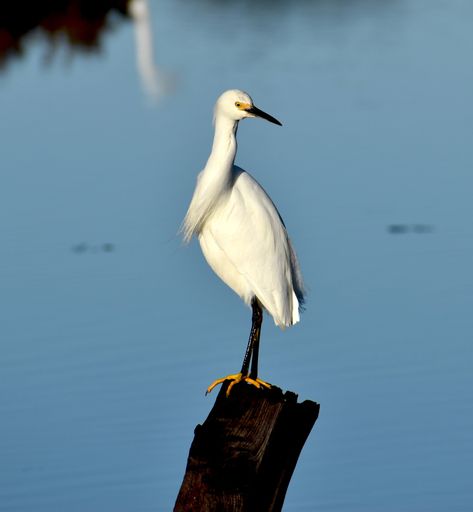 A closeup shot of white heron standing on a block of wood against a blue background