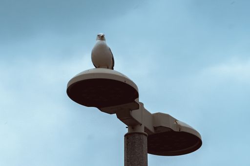 A low angle shot of white seagull perching on street lamp in background of sky
