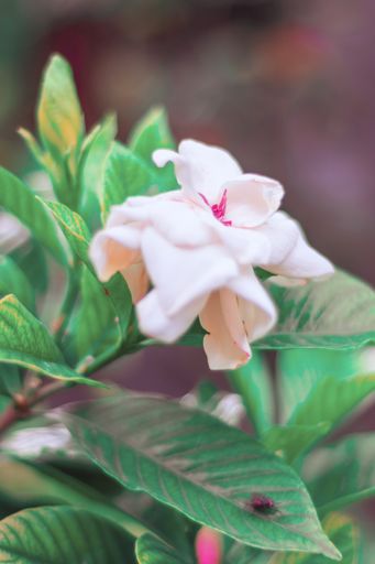 A vertical shallow focus shot of a white rose on a bush