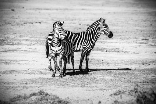 A greyscale shot of two zebras in the field enjoying each other's company