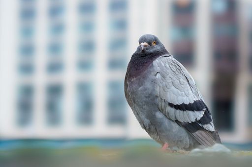 A closeup shot of a cute pigeon