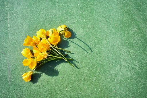 Top view of California poppy flowers on a green background