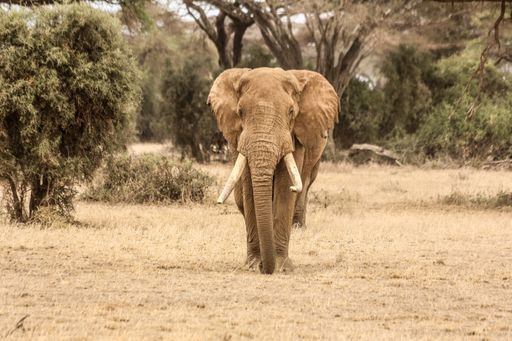 A beautiful shot of an elephant in the field - great for an article about wildlife