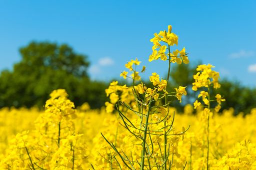 A beautiful view of the rapeseed plants in a field under a blue sky in northern Germany