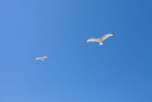 A low angle shot of white gulls flying in a blue clear sky
