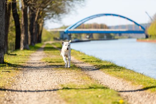 An adorable labrador running on the path along the canal