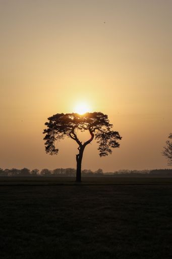 A vertical shot of a lonely tree on a field in vibrant sunset background