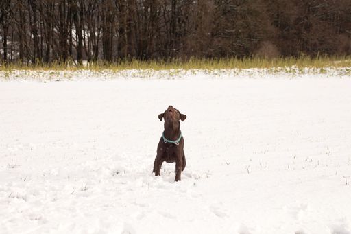 The brown Labrador in the snow