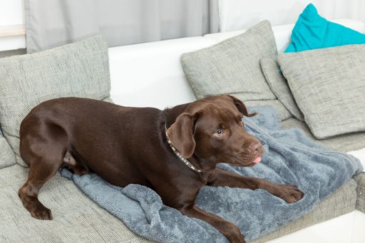 The cute Labrador catching food