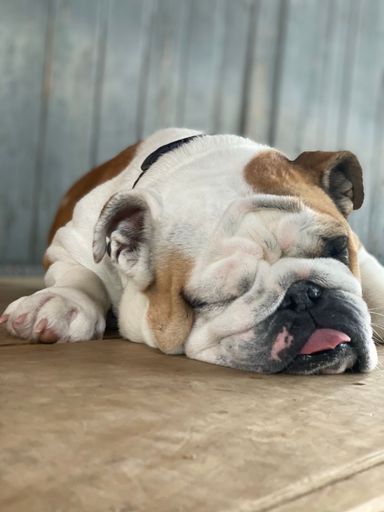A vertical shot of a cute American Bulldog sleeping on the floor