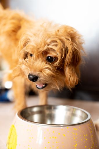 A vertical shot of a dog eating their food on a feeding bowl