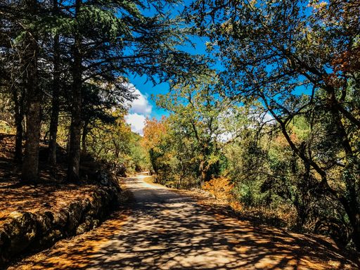 A beautiful shot of a trail in the forest with shadows surrounded by beautiful green trees under the cloudy sky