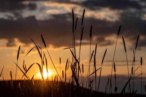 A closeup shot of the spikelet at sunset in Odenwald, Germany