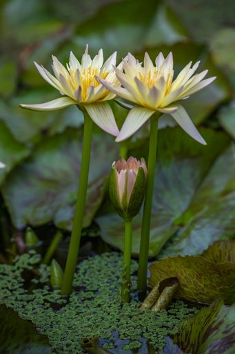 A vertical closeup shot of three lotuses in a pond