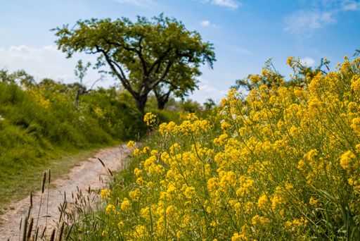 A beautiful view of yellow flowers growing by the road with trees