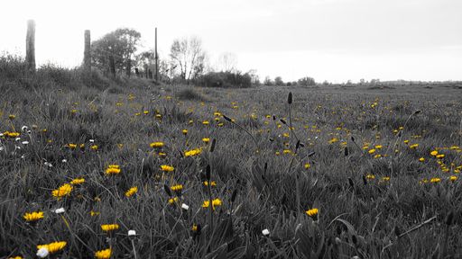 The yellow dandelions in grassy field