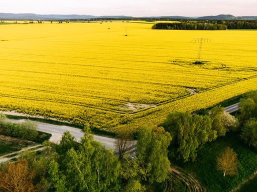 A scenic aerial view of a beautiful rapeseed field on a sunny day