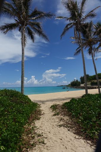 A vertical shot of a beach with palm trees in Saint George's Parish, Bermuda