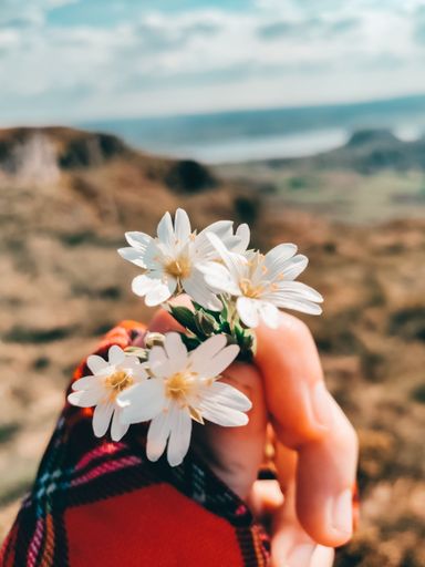 A vertical shot of a hand holding picked wildflowers