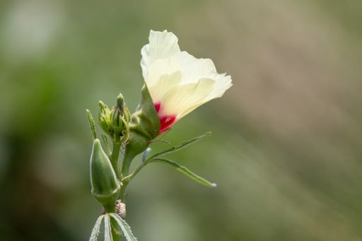 A closeup shot of Chinese white  hibiscus