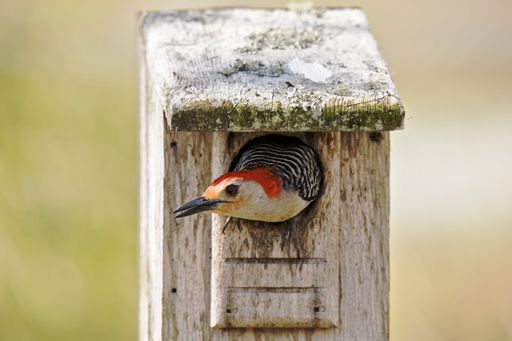 A closeup shot of a red-bellied woodpecker in a birdhouse