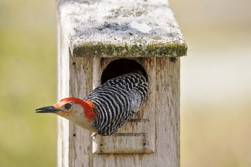 A closeup shot of a red-bellied woodpecker in a birdhouse