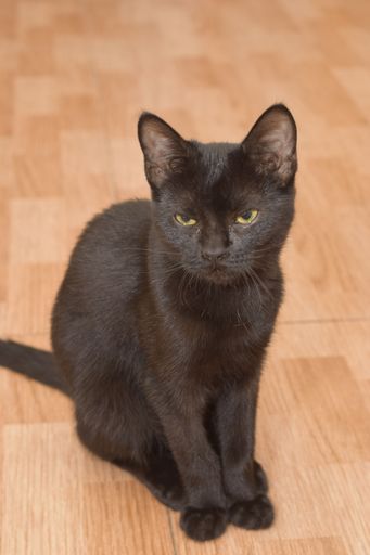 A vertical shot of a black cat with green eyes sitting on the floor