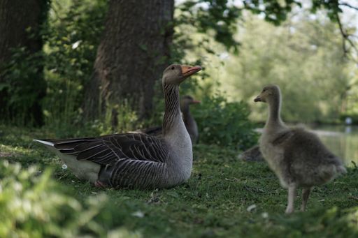 A selective focus of a flock of Toulouse geese sitting on green grass near a lake