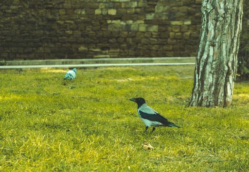 A crow standing on a green lawn in the park