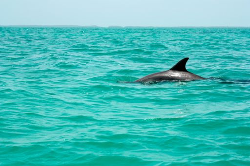 A beautiful shot of a cute dolphin swimming in the ocean - great for an article about aquatic mammals