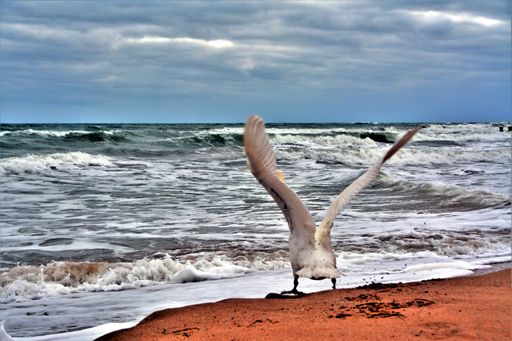 A shallow focus shot of a white swan near the shoreline on a cloudy day