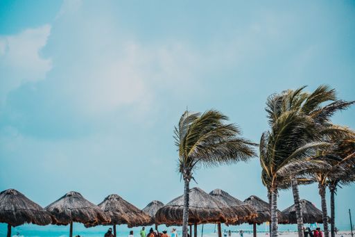 A beautiful shot of coconut trees under the clear sky - great for a cool background