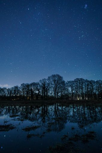 A vertical shot of the reflection of trees in a flooded meadow at night in Germany