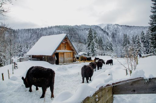 A beautiful shot of snowy mountains,cows and cabins in Germany