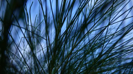 A closeup shot of grass in the greenery  at daytime- perfect for background