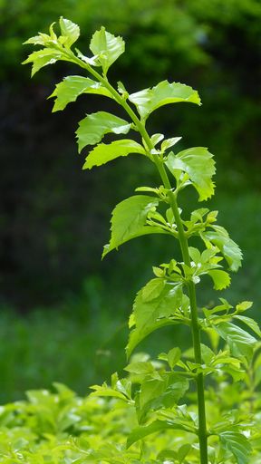 A vertical selective focus shot of green stevia plant
