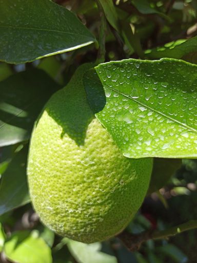 A closeup vertical shot of a green lime growing on a tree