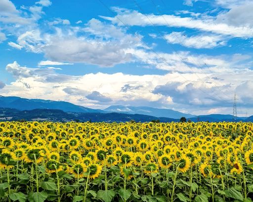 A scenic view of a vast sunflowers field side of road at summertime under blue cloudy sky