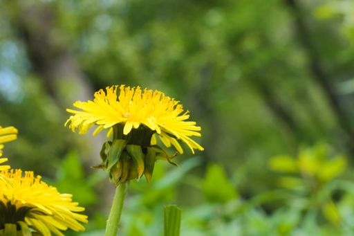 A selective closeup focus shot of bright yellow dandelions in the field on blurry background of nature
