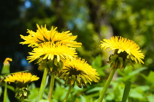 A selective closeup focus shot of bright yellow dandelions in the field on blurry background of nature