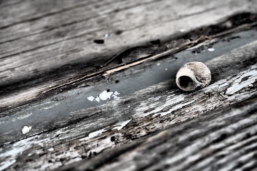 A closeup of a snail shell on a weathered wooden surface