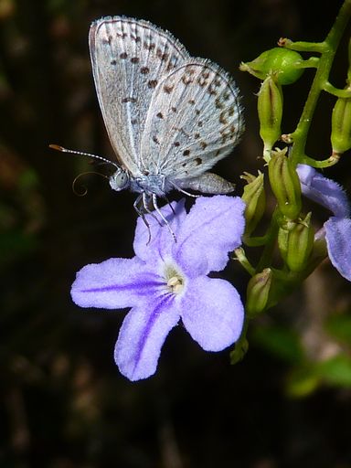 A vertical shot of a butterfly on a purple flower in the greenery