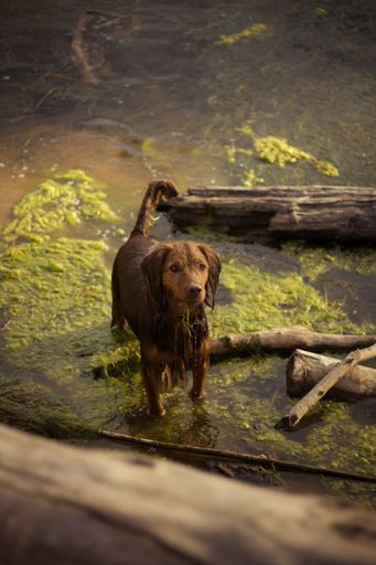 A vertical shot of an adorable wet Irish Setter playing in the pond
