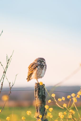 A vertical view of an adorable Burrowing owl perched on the top of a wooden pole in the field