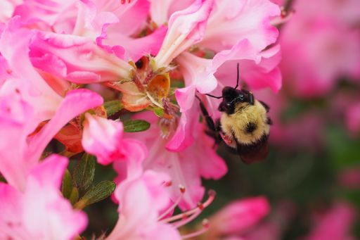 A closeup shot of a bee on pink rhododendrons flowers in the park in Halifax, Canada