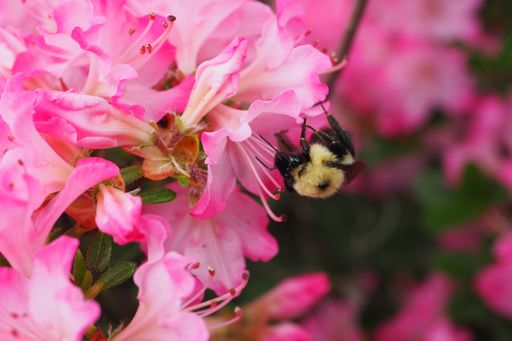 A macro shot of beautiful pink Rhododendron flowers in Halifax public garden
